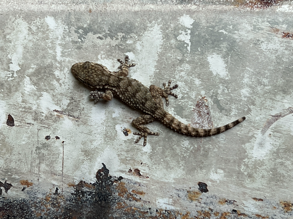 Moorish Gecko rests on a worn pale surface, showing mottled brown-grey skin, a curved banded tail, and splayed toes.