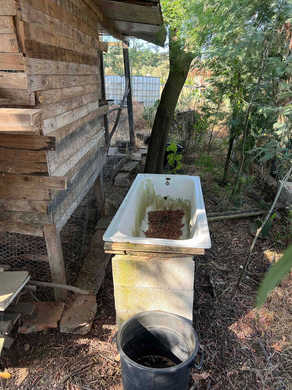 An old bathtub repurposed as a rainwater collection funnel, placed outdoors near a wooden diy chicken coop structure and surrounded by trees and vegetation.