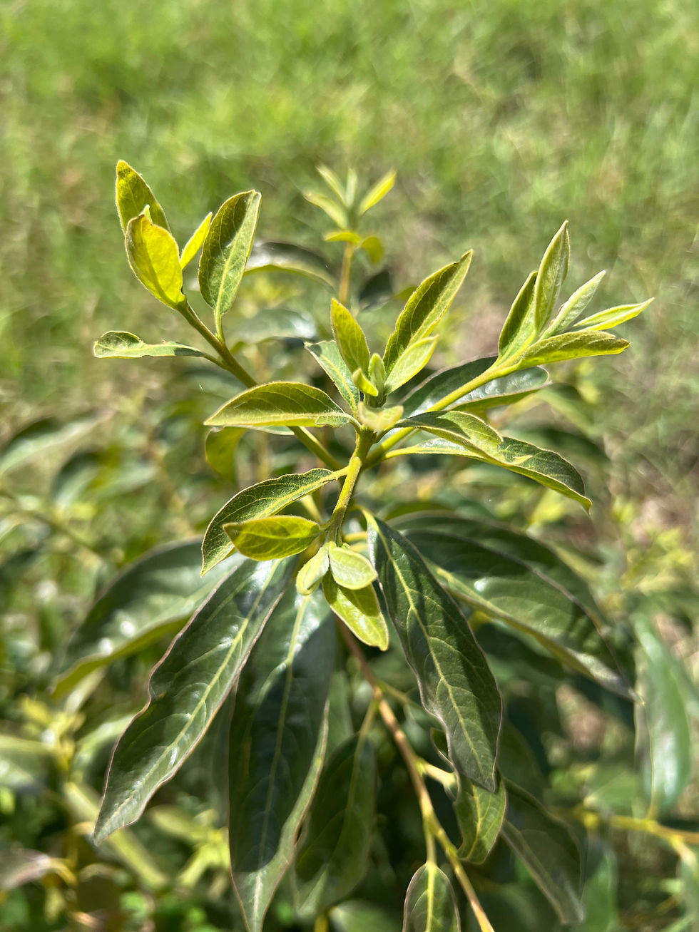 Close-up of fresh avocado growth with glossy young leaves, pale veins, and a shallow-focus green field behind it.