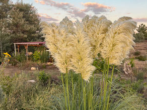 Tall clump of pampas grass with cream plumes in the foreground of a rural garden at sunset, scattered clouds in a blue sky.