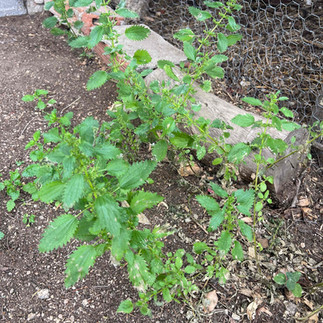 Cluster of stinging nettle plants growing beside wooden edging and wire mesh in a garden bed.