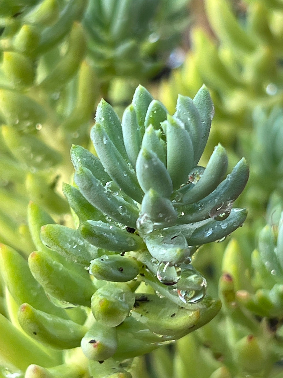 Macro shot of a succulent stem from the Sedum ‘Blue Spruce’, showing rosette-forming, waxy leaves with visible water droplets.