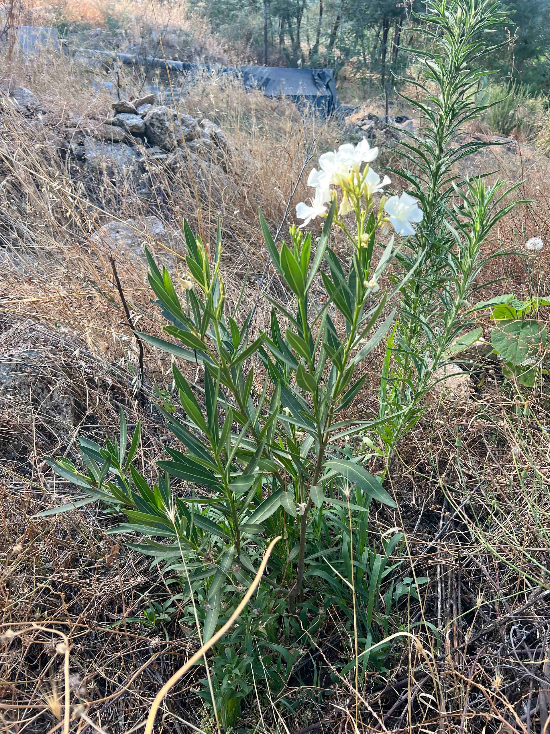 White Oleander shrub with white flowers and narrow leaves growing in dry grass near rocks and a rosemary-like plant.