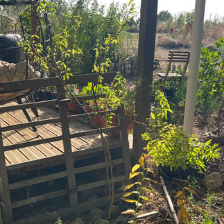 Young tea tree shrub with fresh green and some yellowing leaves growing beside a wooden deck and trellis, with pots and garden chairs in the background.