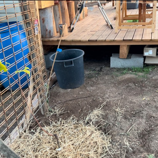Close view of a newly planted Black Muscat grapevine mulched with straw next to a metal grid trellis beside the porch; blue barrel and black tub nearby.