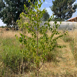 Young Silver Birch tree growing in tall dry grass, with green serrated leaves, thin branches, and a greenhouse in the background.