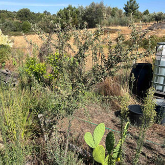 Young Cotoneaster lacteus shrub with silvery-green leaves, set in a dry bed near a prickly pear cactus and water containers.