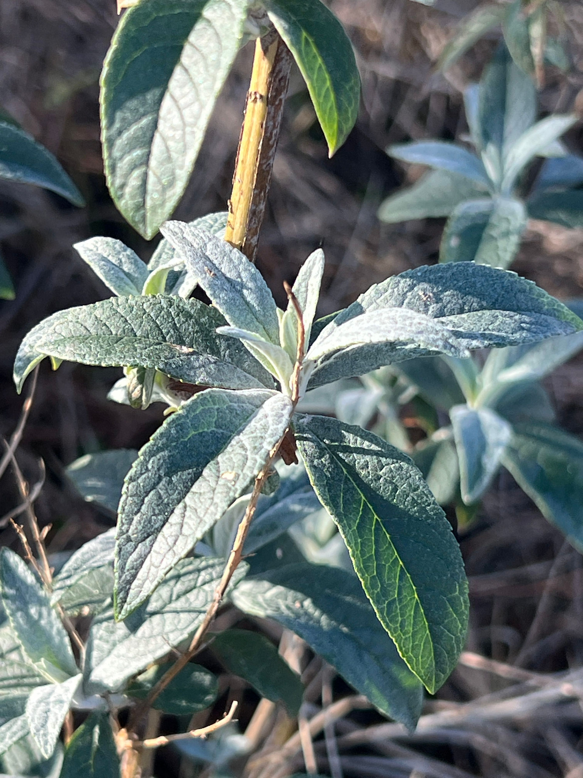 Close-up view of Buddleja davidii leaves with textured green surfaces and fine hairs along the edges.