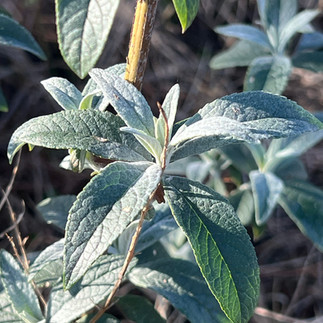 Close-up view of Buddleja davidii leaves with textured green surfaces and fine hairs along the edges.