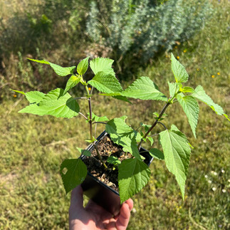 Salvia Amistad in a black nursery pot, held outdoors with bright green serrated leaves and thin dark stems.