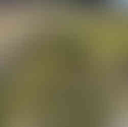 A panoramic view of sloping pasture bisected by a meandering wire fence, with young citrus trees dotting the near row and a water tank raised on wooden pallets at center.