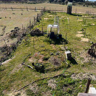 A panoramic view of sloping pasture bisected by a meandering wire fence, with young citrus trees dotting the near row and a water tank raised on wooden pallets at center.