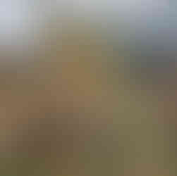 Mature clump of Giant Reed with dry and green stalks in a garden area, set against an overcast sky.