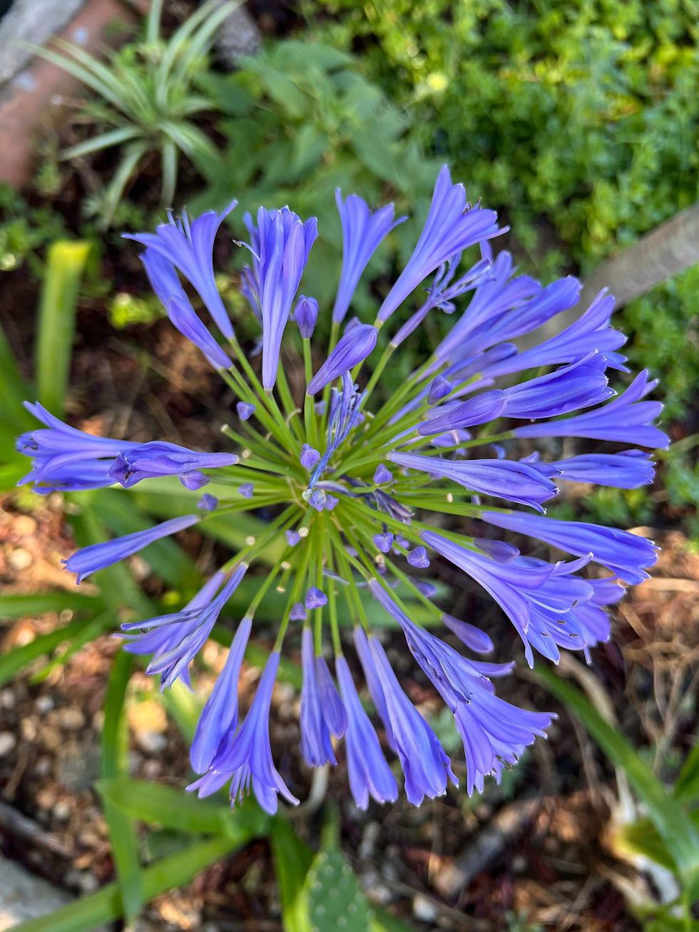 A top-down view of a fully opened purple agapanthus flower, displaying its starburst arrangement of narrow petals and green stems.