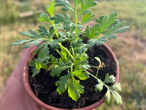 Close-up of a potted feverfew seedling held in Herman Kraut's hand, with fresh green divided leaves and dark soil visible.