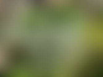 Close-up of a fuzzy-leaved Lamb's ear plant surrounded by mixed vegetation in a backyard garden.