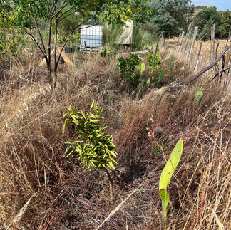 Narrow-leaved mandarin sapling planted beside a single prickly pear pad, set in a grassy, brush-filled field with a white water tank in the background.