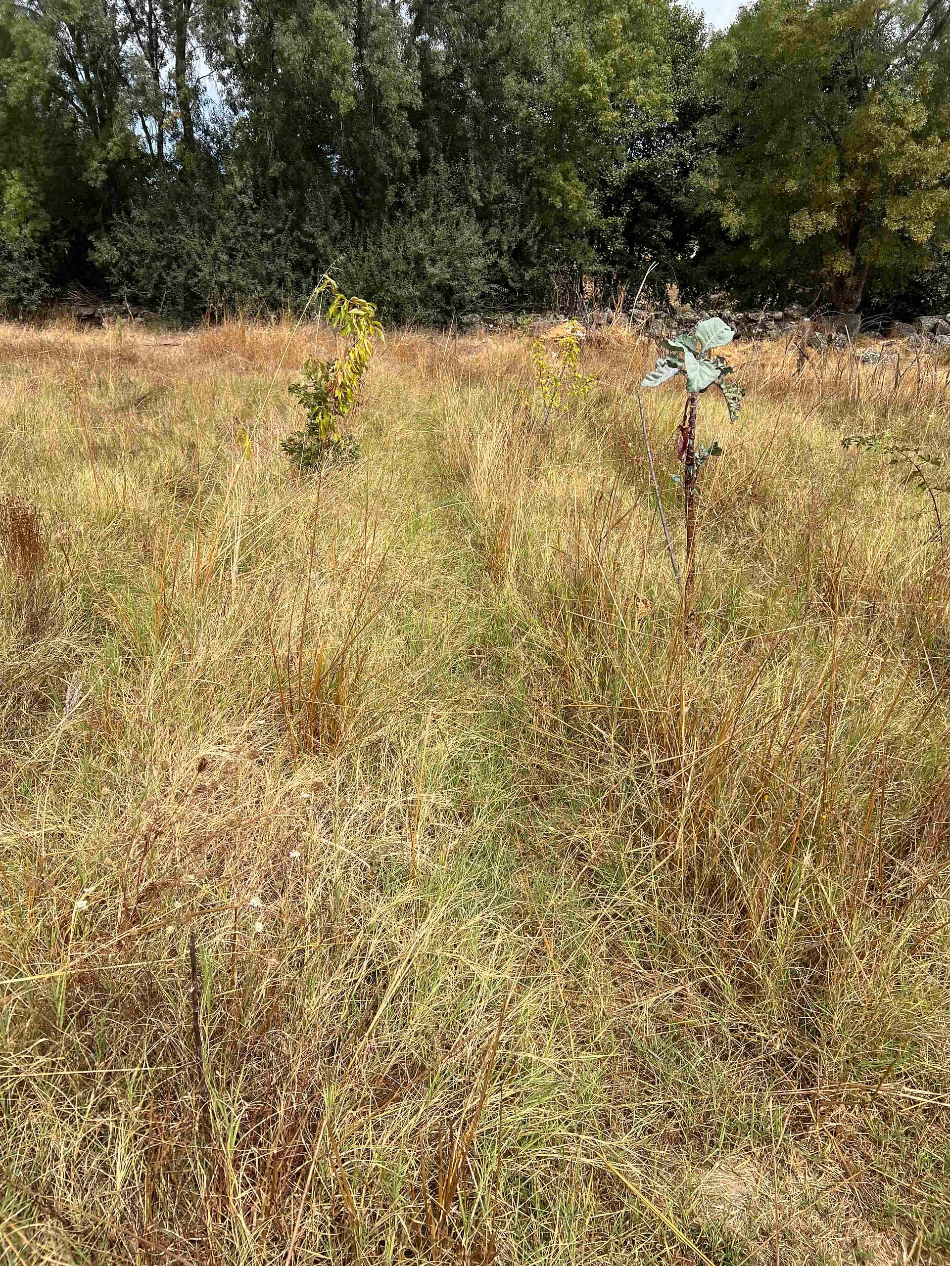 Wide view of a grassy field with several spaced fruit tree saplings forming a row; dense trees along the far boundary.