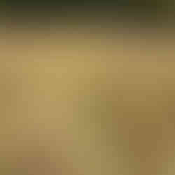 Wide view of a grassy field with several spaced fruit tree saplings forming a row; dense trees along the far boundary.