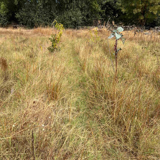 Wide view of a grassy field with several spaced fruit tree saplings forming a row; dense trees along the far boundary.