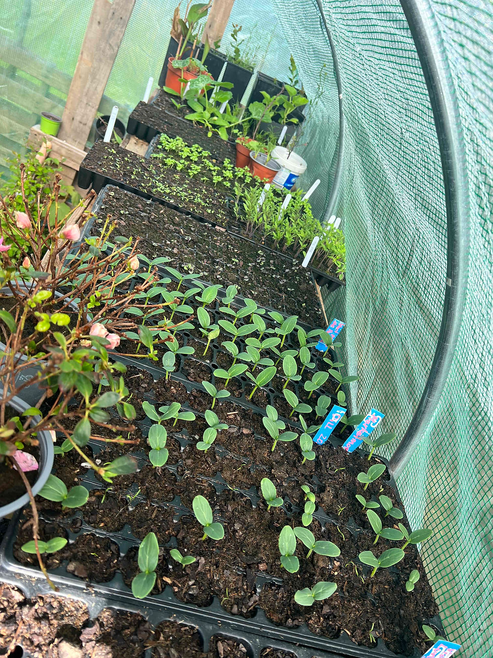 Inside a small greenhouse showing trays of young vegetable seedlings in various stages of growth.