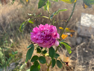 Large pink Rosa Hybrid bloom in sunlight, surrounded by green leaves and thorned stems against a softly blurred dry garden background.