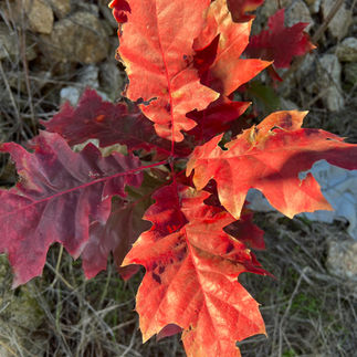 Overhead view of a cluster of red oak leaves in full autumn color, with some minor blemishes and curling edges.