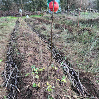 Newly formed mound bed in a field, labeled young tree at center and branches lining shallow drainage channels.