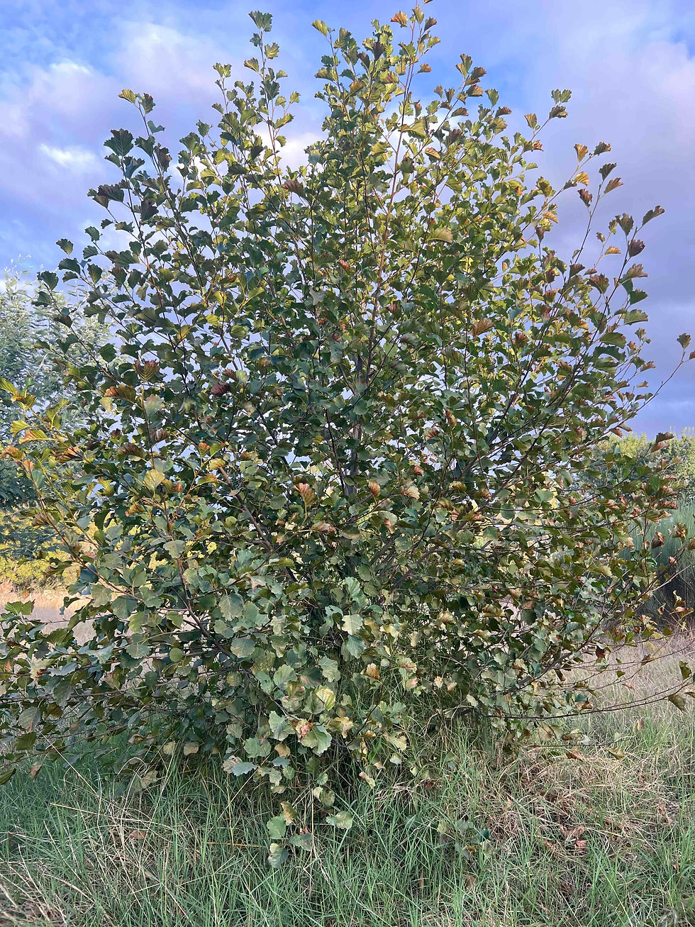 A dense common alder, Alnus glutinosa, forms a rounded crown of small, toothed leaves, some tipped brown.