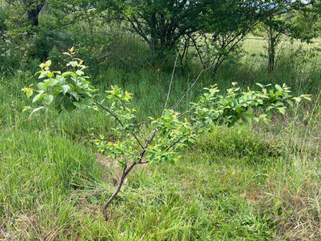 Wide view of a young plum tree growing in meadow grass, showing spreading branches and green foliage near a wooded edge.