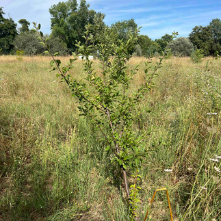 A slender young Mirabelle plum tree with several upright branches bearing small green fruits, standing in a sunlit meadow of tall grasses under a pale blue sky.