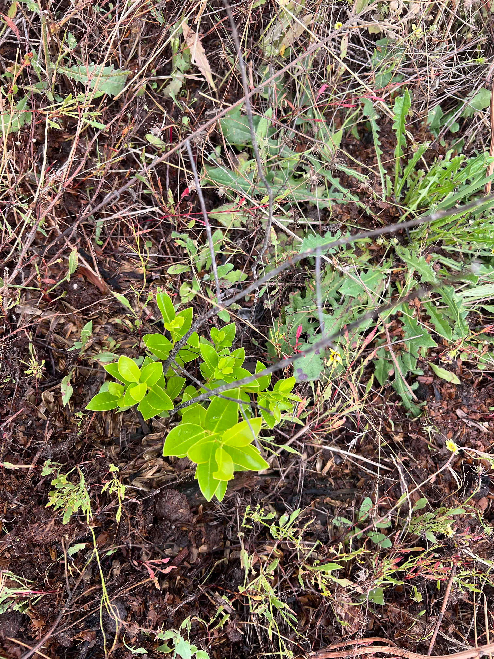 Overhead view of a small strawberry guava plant with bright green leaves surrounded by weeds, twigs, and damp mulch.