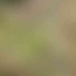 Close-up of developing goat willow catkins on a Salix caprea branch in early spring.