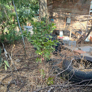 Young Arbutus unedo sapling planted near a rustic shed with chicken wire and a discarded tire on the ground.