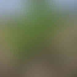 A three-year-old common walnut tree (Juglans regia) with lush, pinnate green leaves standing in a dry, grassy field along a wire fence under a cloudy sky.