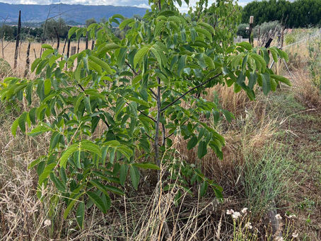 Young walnut sapling surrounded by tall straw-colored grass, its slender trunk supporting branches of vibrant green leaflets against a backdrop of distant hills and overcast clouds.
