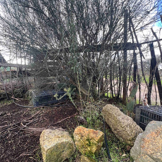 Wider view of a mature Dog Rose growing at the base of a dense tree canopy with rocks in front.