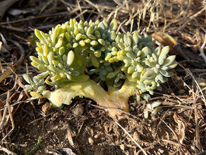 Close-up of a ground-hugging stonecrop succulent with pale green leaves and a damaged base in a dry garden bed.
