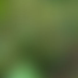 Base of a young avocado tree with slim brown stems and glossy green leaves growing through dry grass and groundcover.