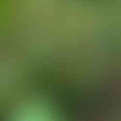Base of a young avocado tree with slim brown stems and glossy green leaves growing through dry grass and groundcover.