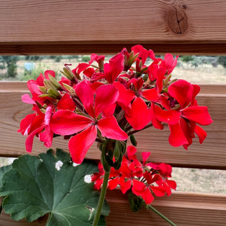 Scarlet geranium blooms form dense red clusters above rounded leaves, framed by horizontal wooden balcony boards.