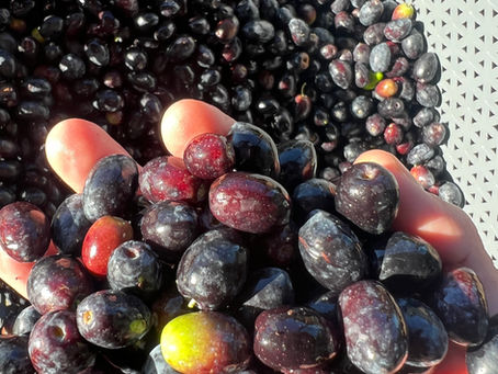 A right hand has scooped out a handful of freshly harvested olives from a basket. The scene was captured at Tough Kraut homestead.