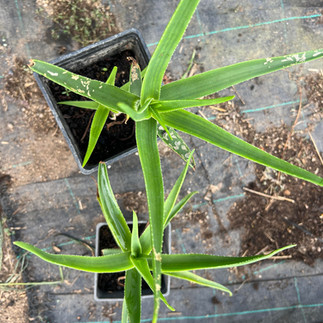 Overhead view of two potted Aloe arborescens plants on weed-control fabric, each with narrow green leaves and visible surface damage.