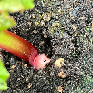 Close-up of a red rhubarb stalk emerging from dark, moist soil.