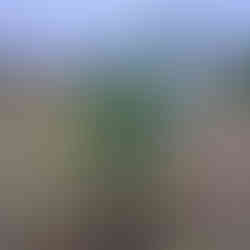 A smaller Yucca gloriosa growing in a grassy, open area next to a tall columnar cactus, under an overcast sky.