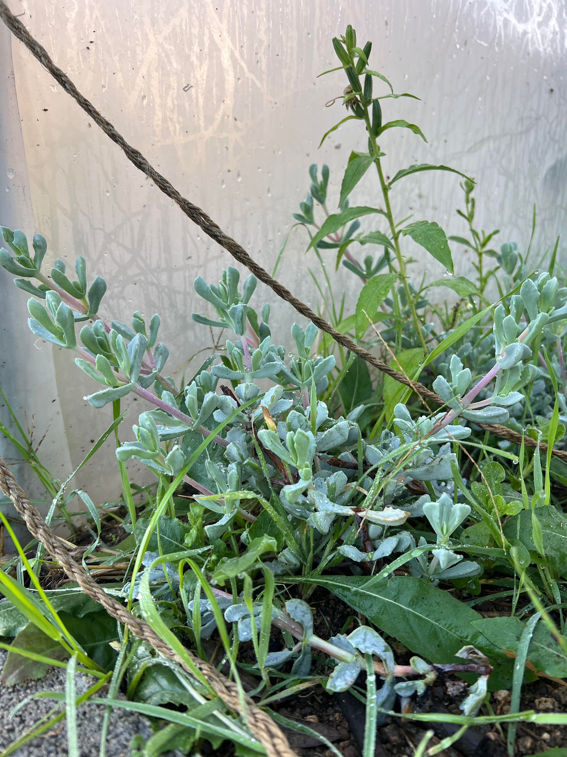 Cluster of Oscularia deltoides plants growing at the base of a translucent structure, with dewy leaves and pink-tinged stems.