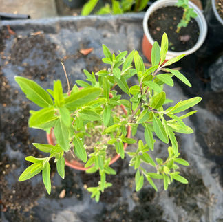 Overhead view of bluebeard plant with narrow green leaves and multiple shoots in a nursery container.