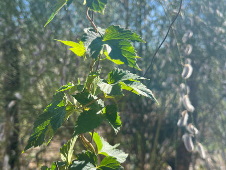 Vertical hop stem of a climbing plant with bright green foliage, highlighted by backlighting against a blue sky.