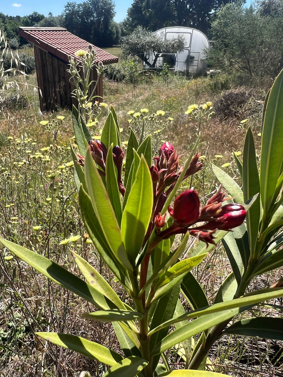Close view of red oleander flower buds among long green leaves, growing on a slope near a small shed and polytunnel.