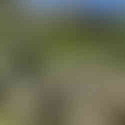 Flowering oregano growing in a garden bed with clusters of small pale blooms and surrounding foliage under bright sunlight.